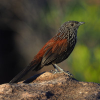 Black Grasswren